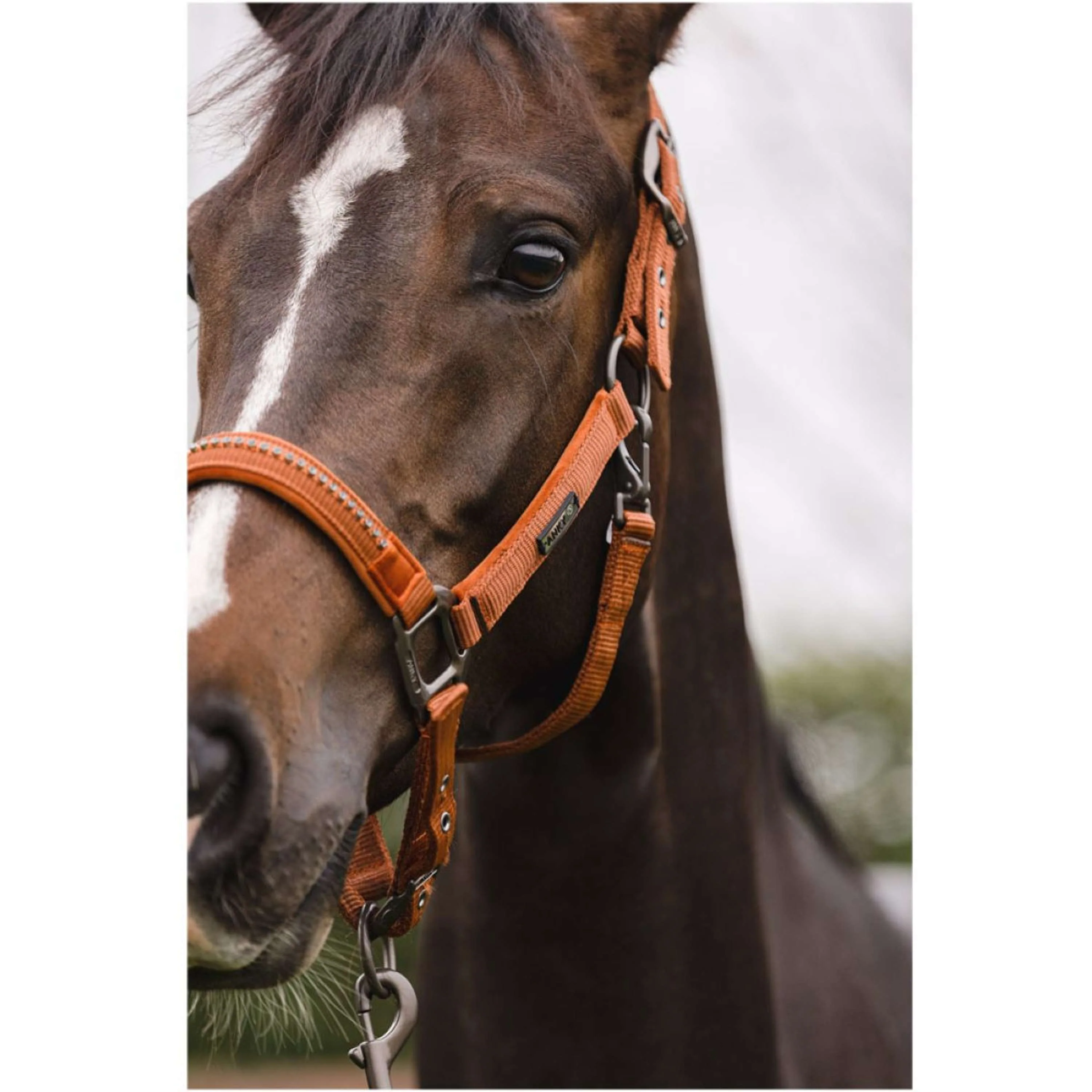 LeMieux Hobby Horse Vogue Ensemble Licol Rouille - Image 3