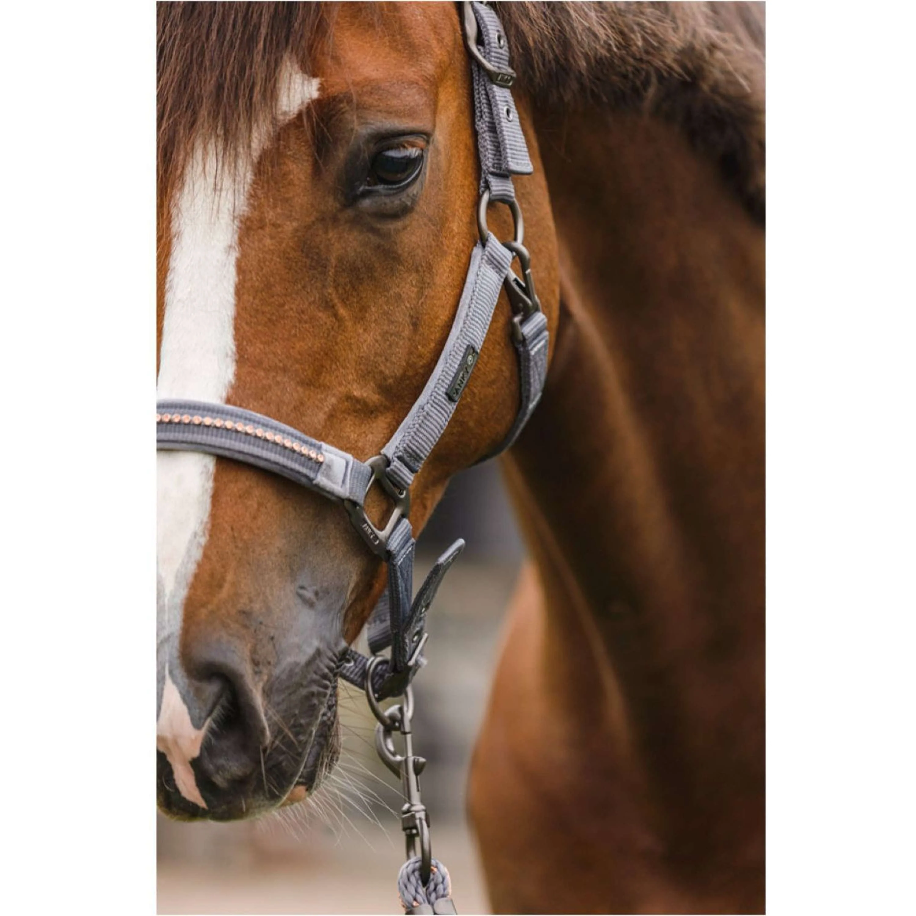 LeMieux Hobby Horse Vogue Ensemble Licol Steel Grey - Image 4