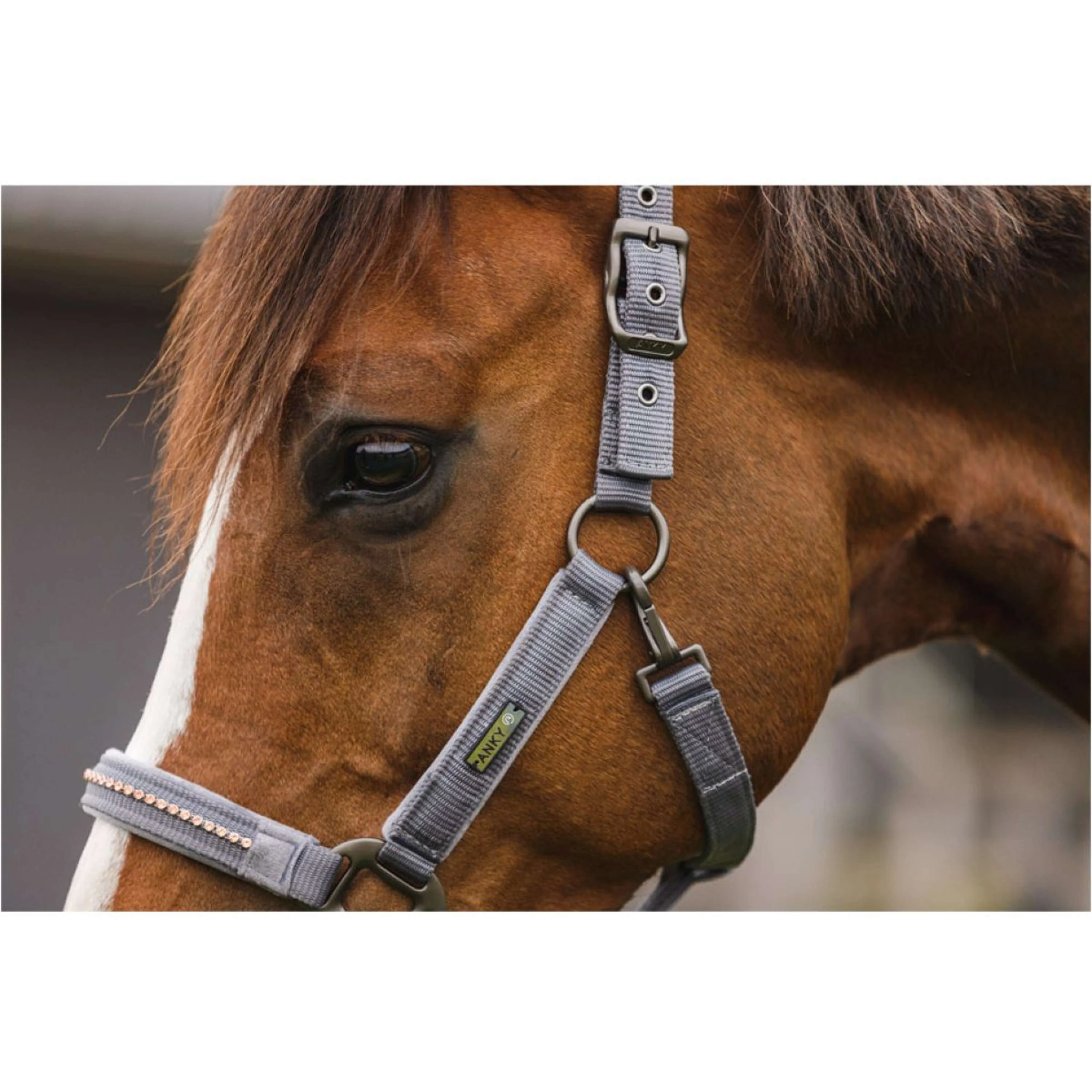 LeMieux Hobby Horse Vogue Ensemble Licol Steel Grey - Image 5