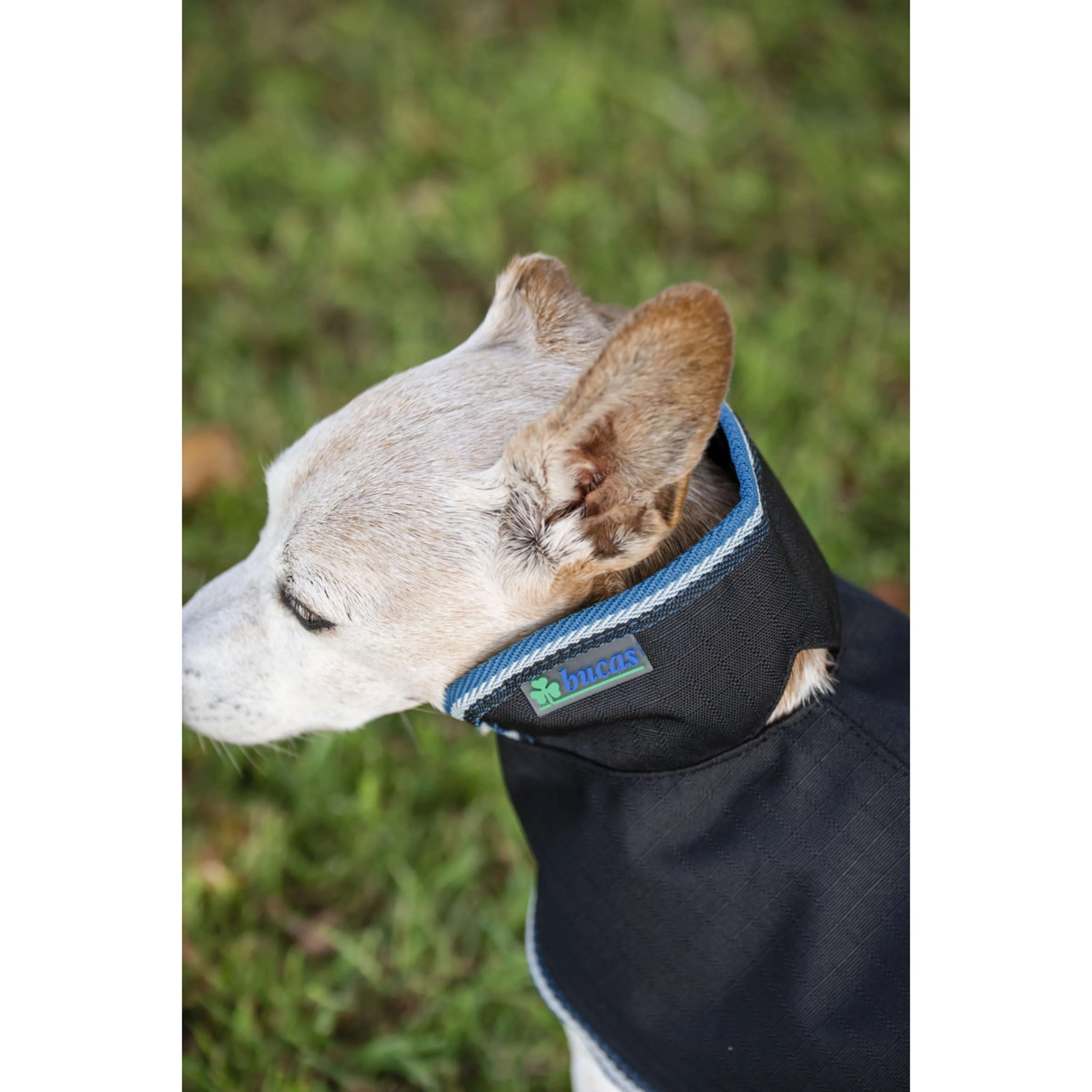Bucas Anniversary Dog Rug Sapphire - Image 6