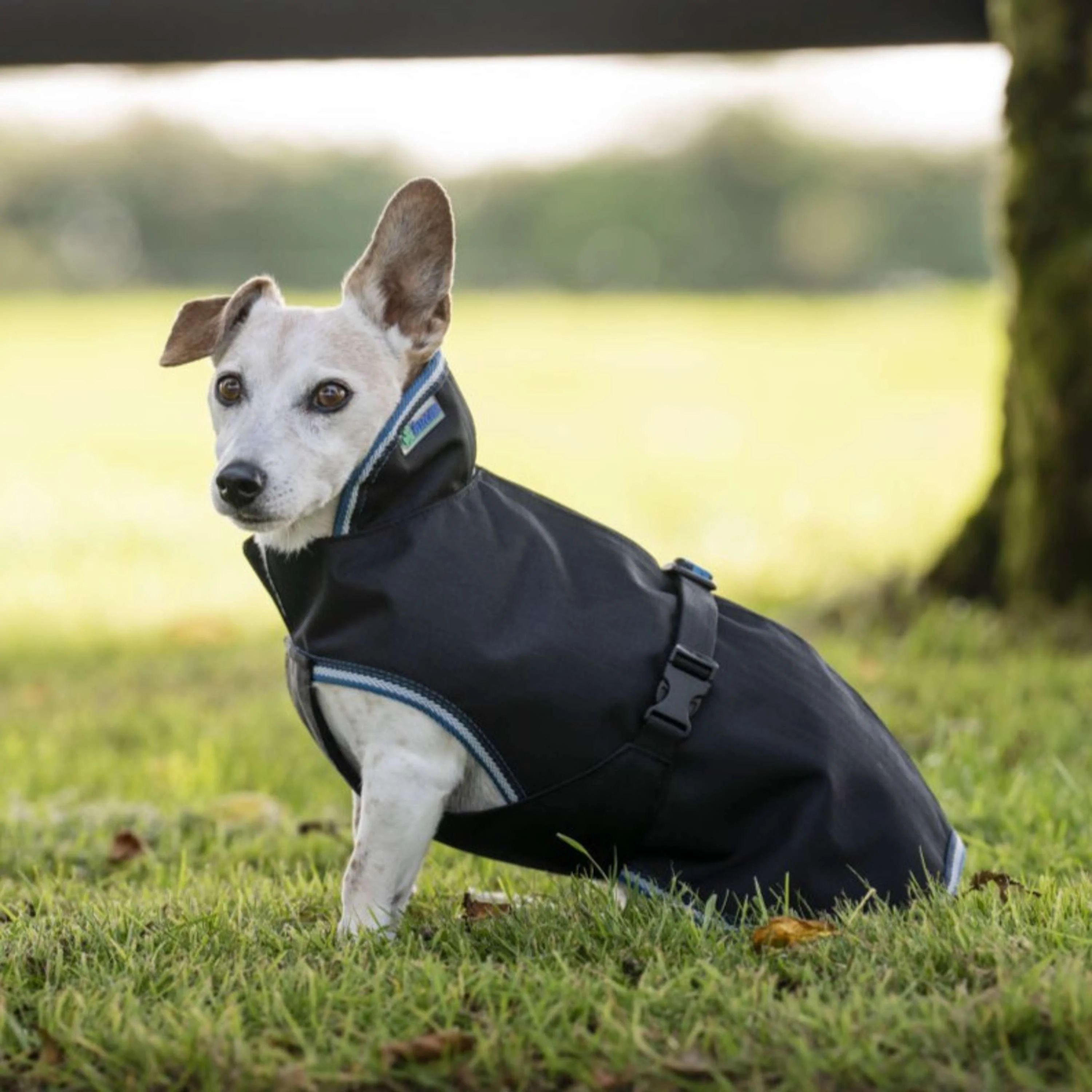 Bucas Anniversary Dog Rug Sapphire - Image 8