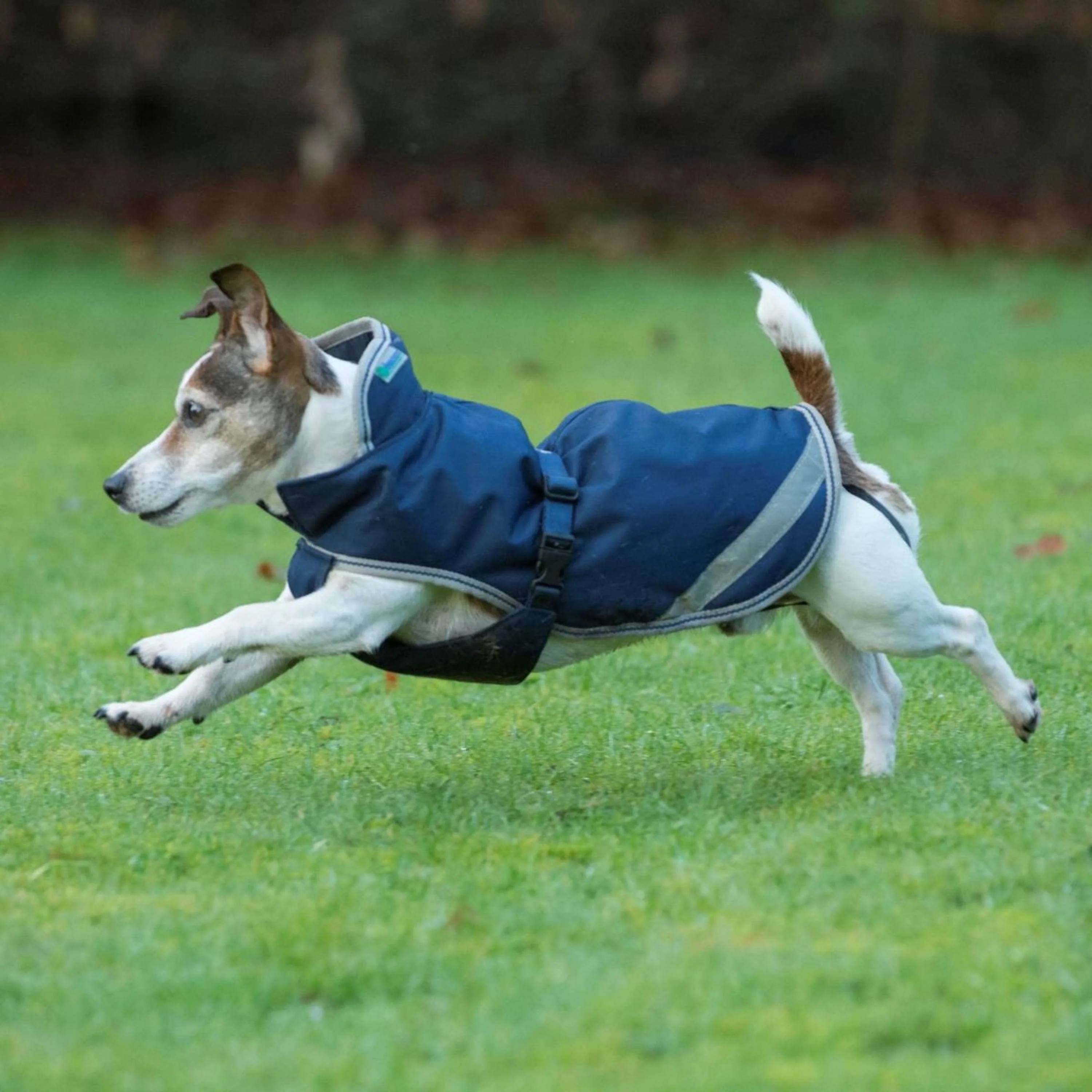Bucas Freedom Dog Rug 300g Marin - Image 2