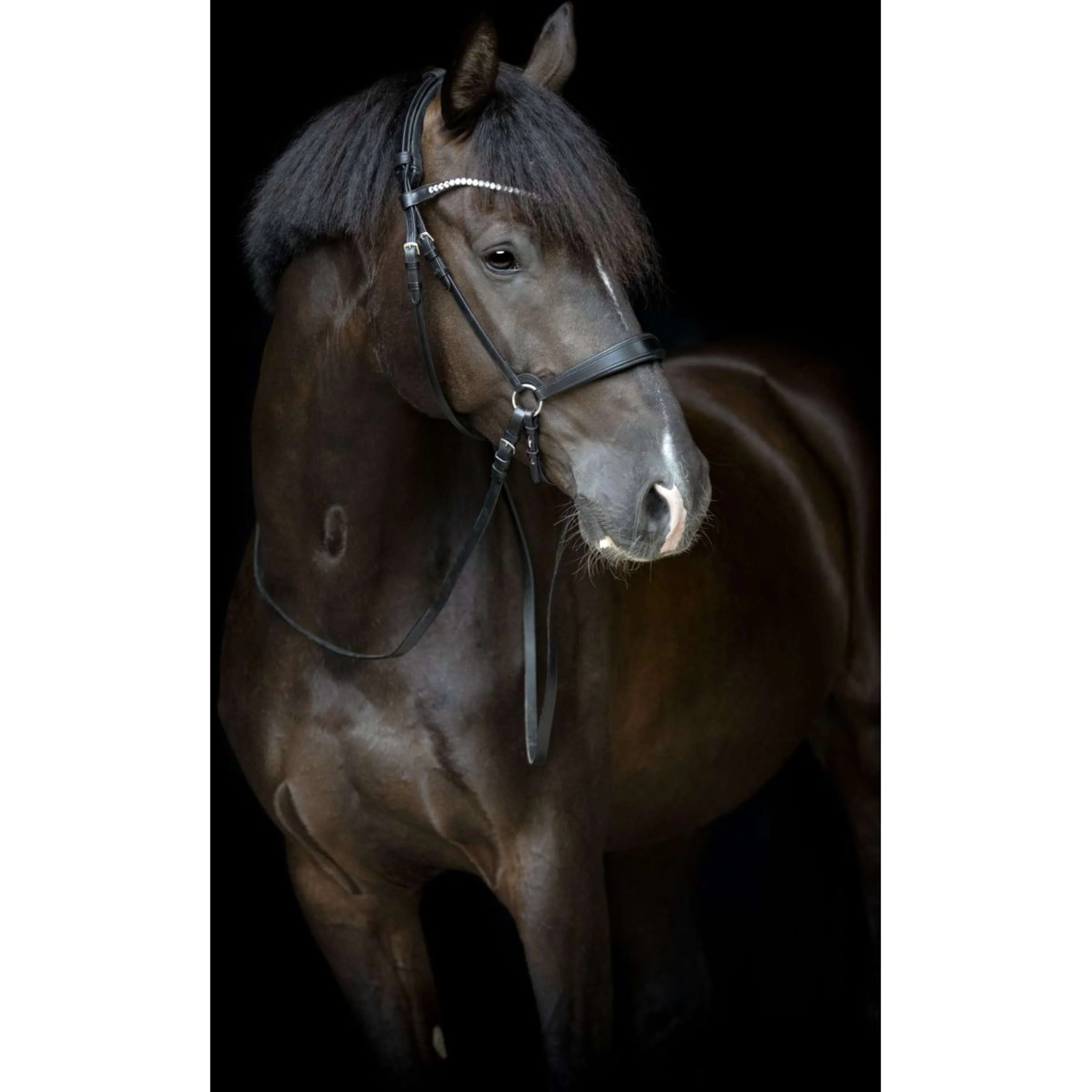 Catago Lanière de Muserolle Gentle Marron - Image 3