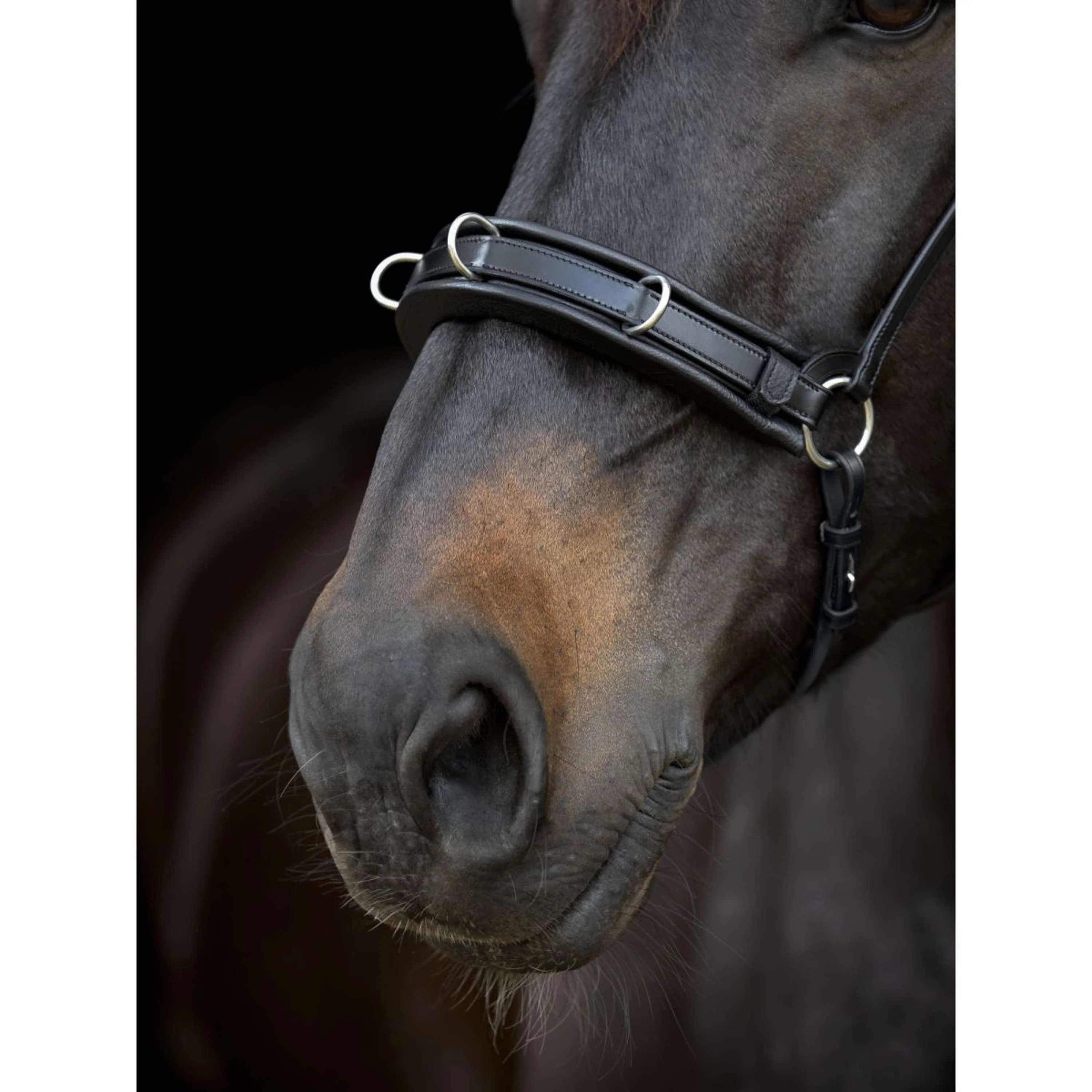 Catago Lanière de Muserolle Gentle Marron - Image 4