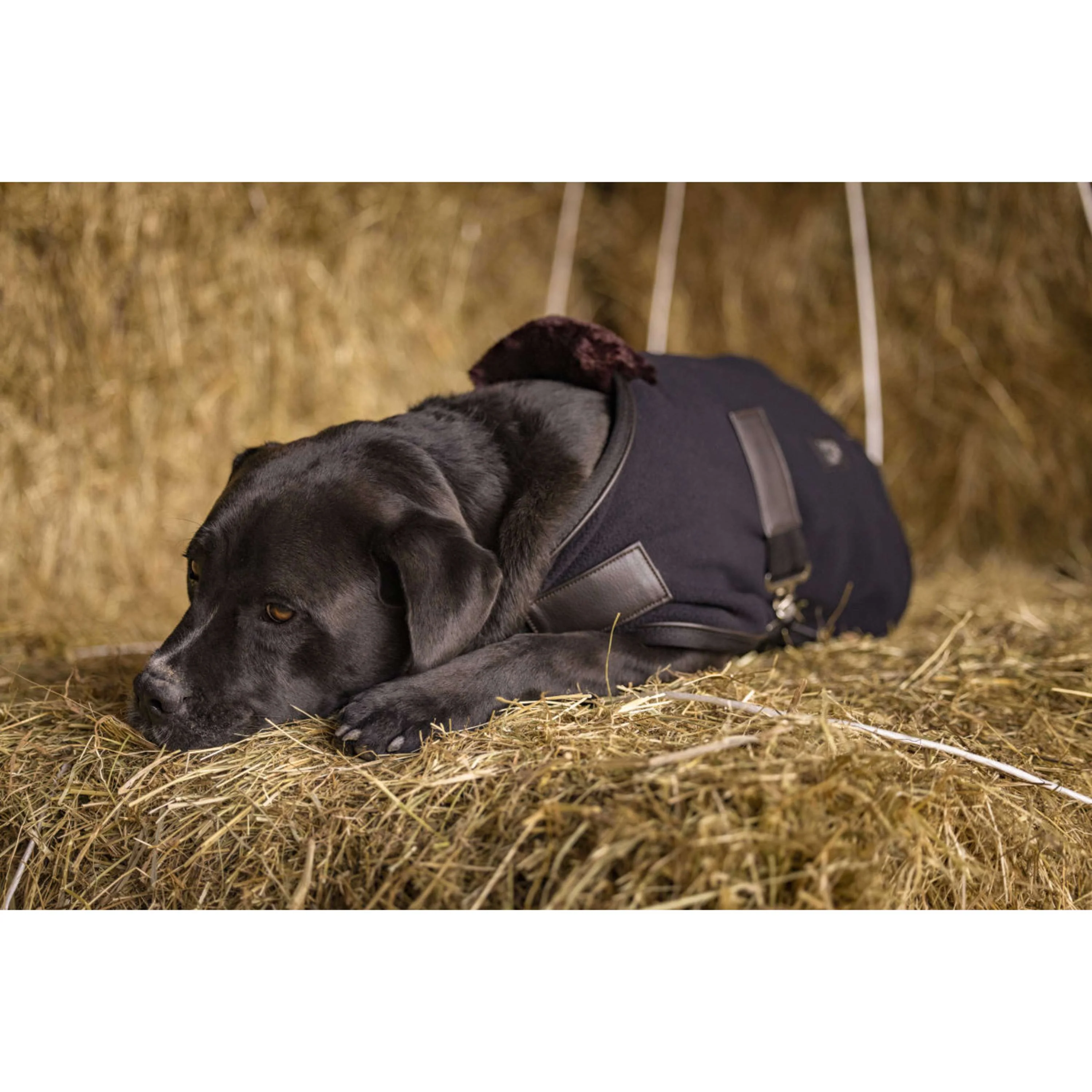 Diego & Louna Couverture pour Chien Polar Noir - Image 2