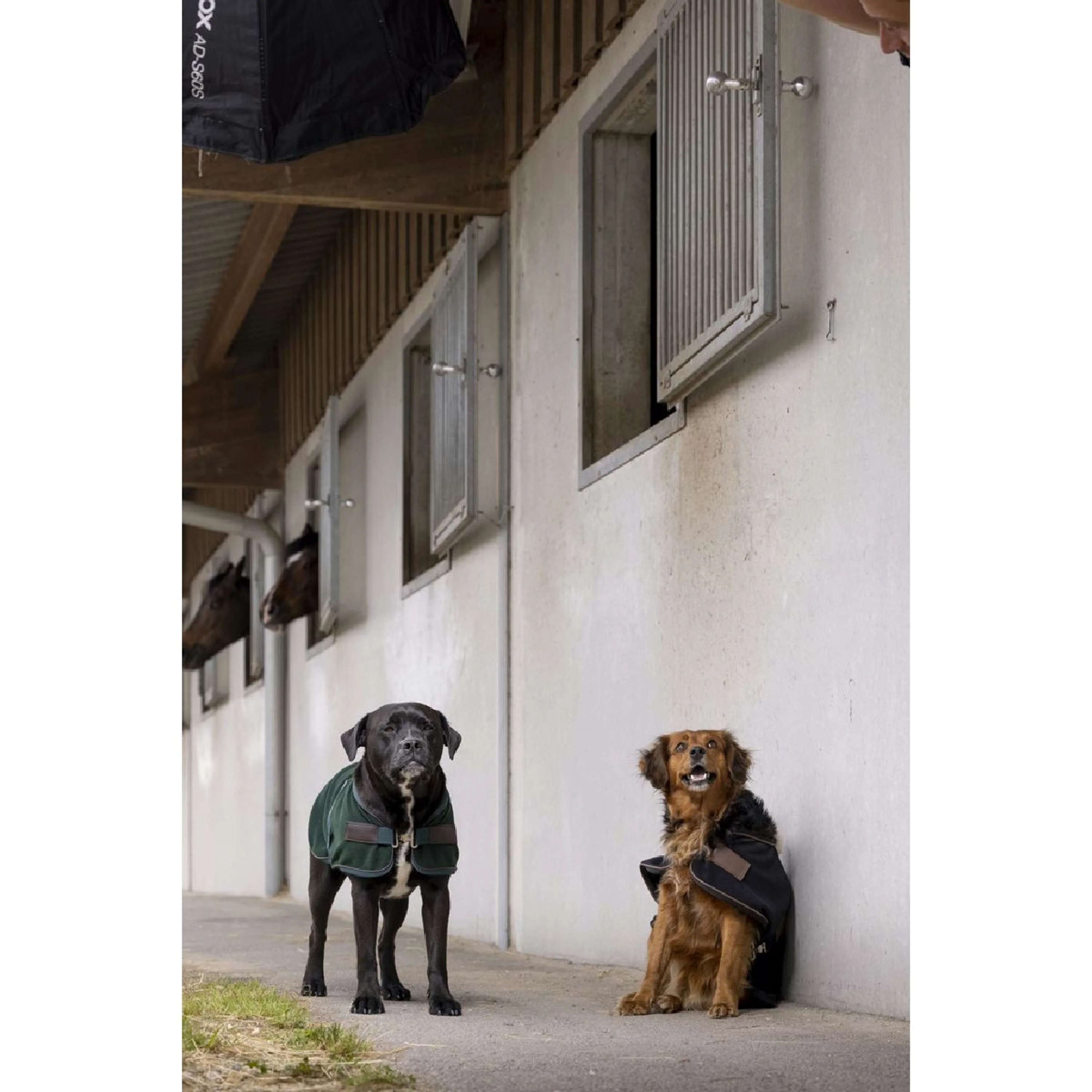 Diego & Louna Couverture pour Chien Polar Noir - Image 3