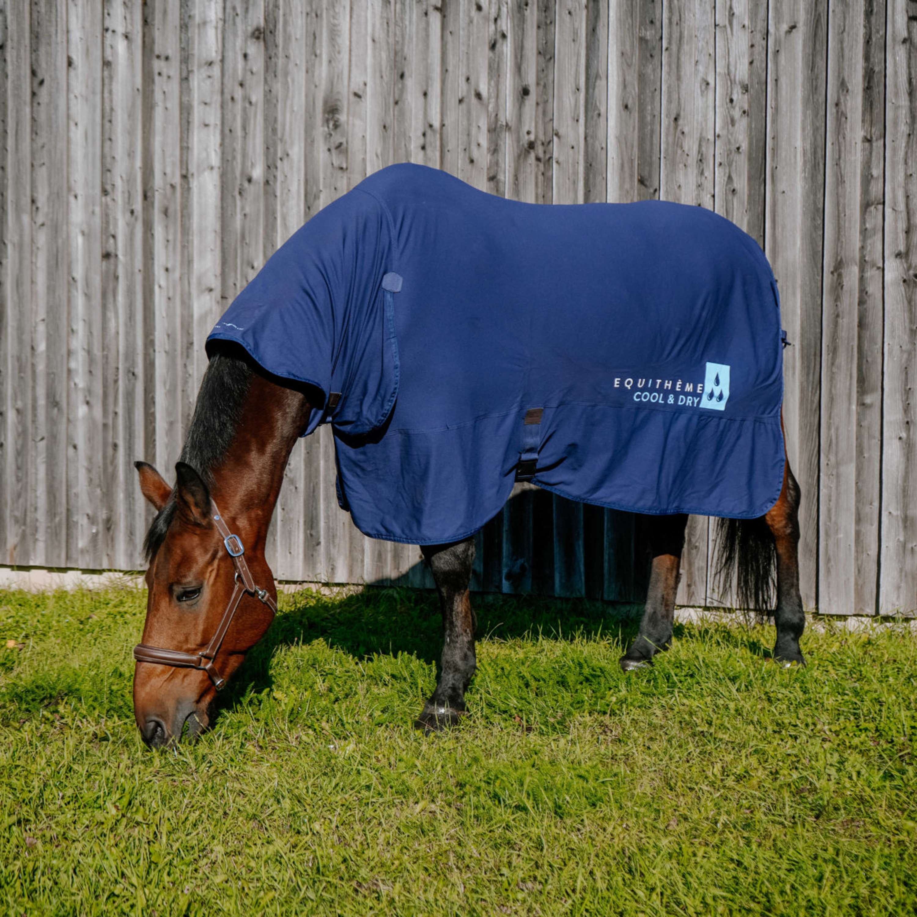 Promos d'été Chevaux