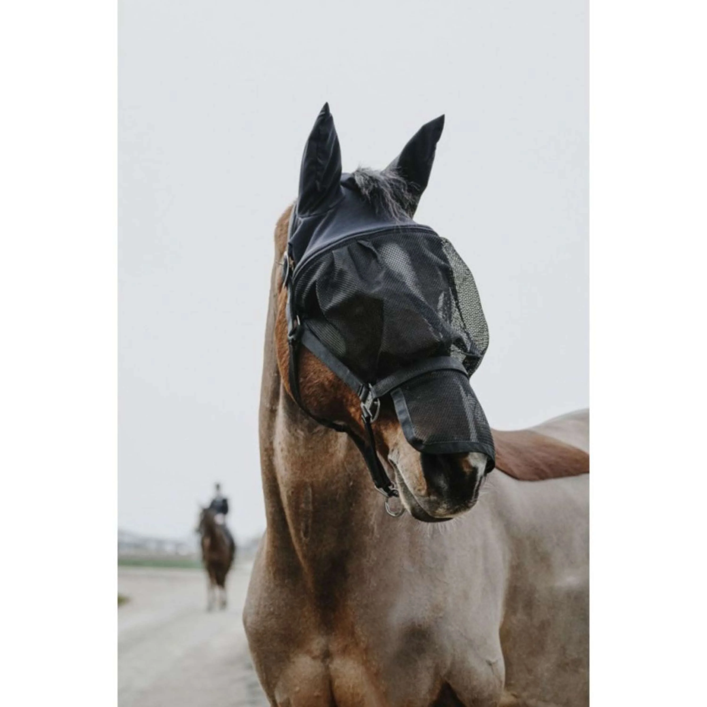EQUITHÈME Licol avec masque Mesh Noir
