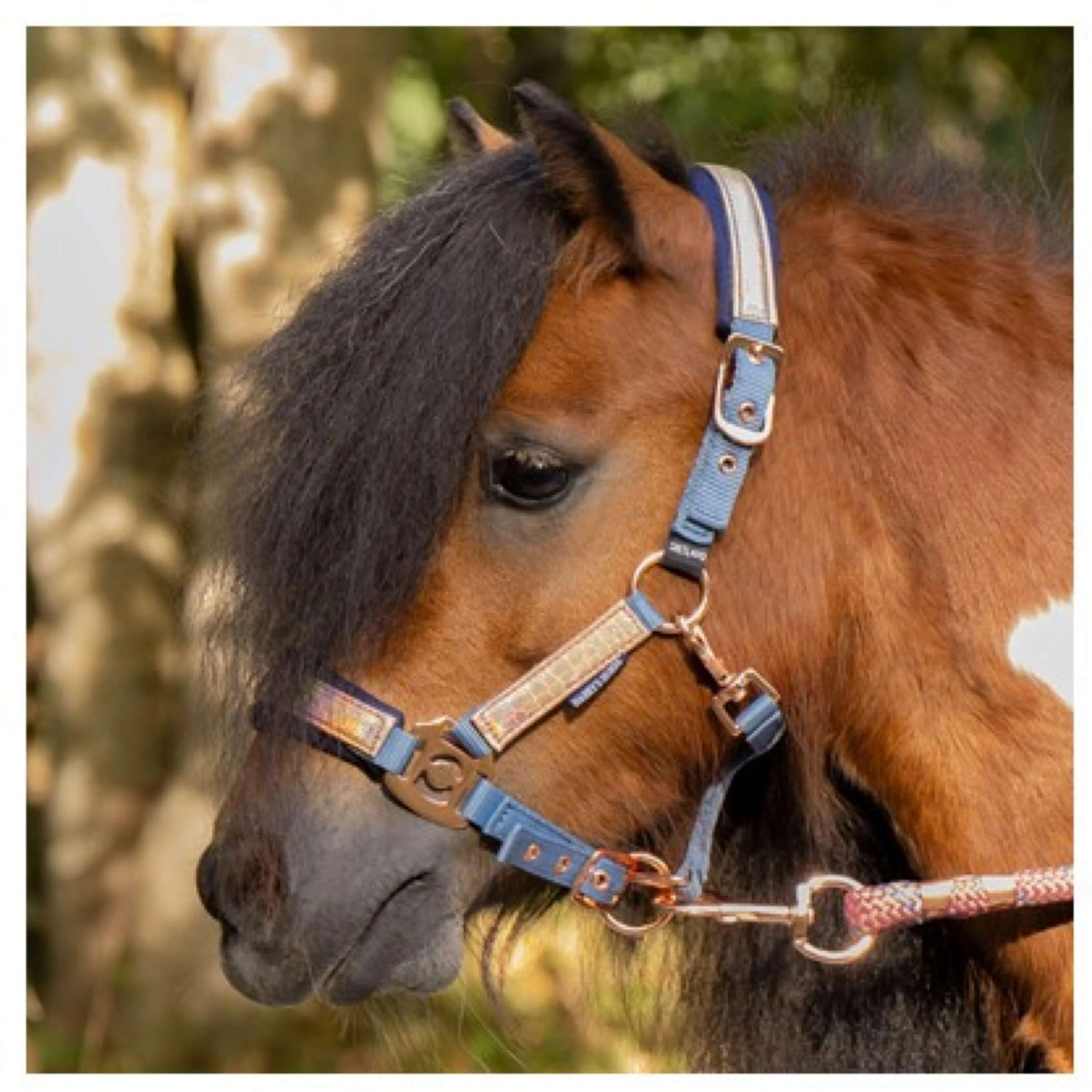 Harry's Horse Ensemble Licol Diva Mauvewood Faded-Denim - Image 2