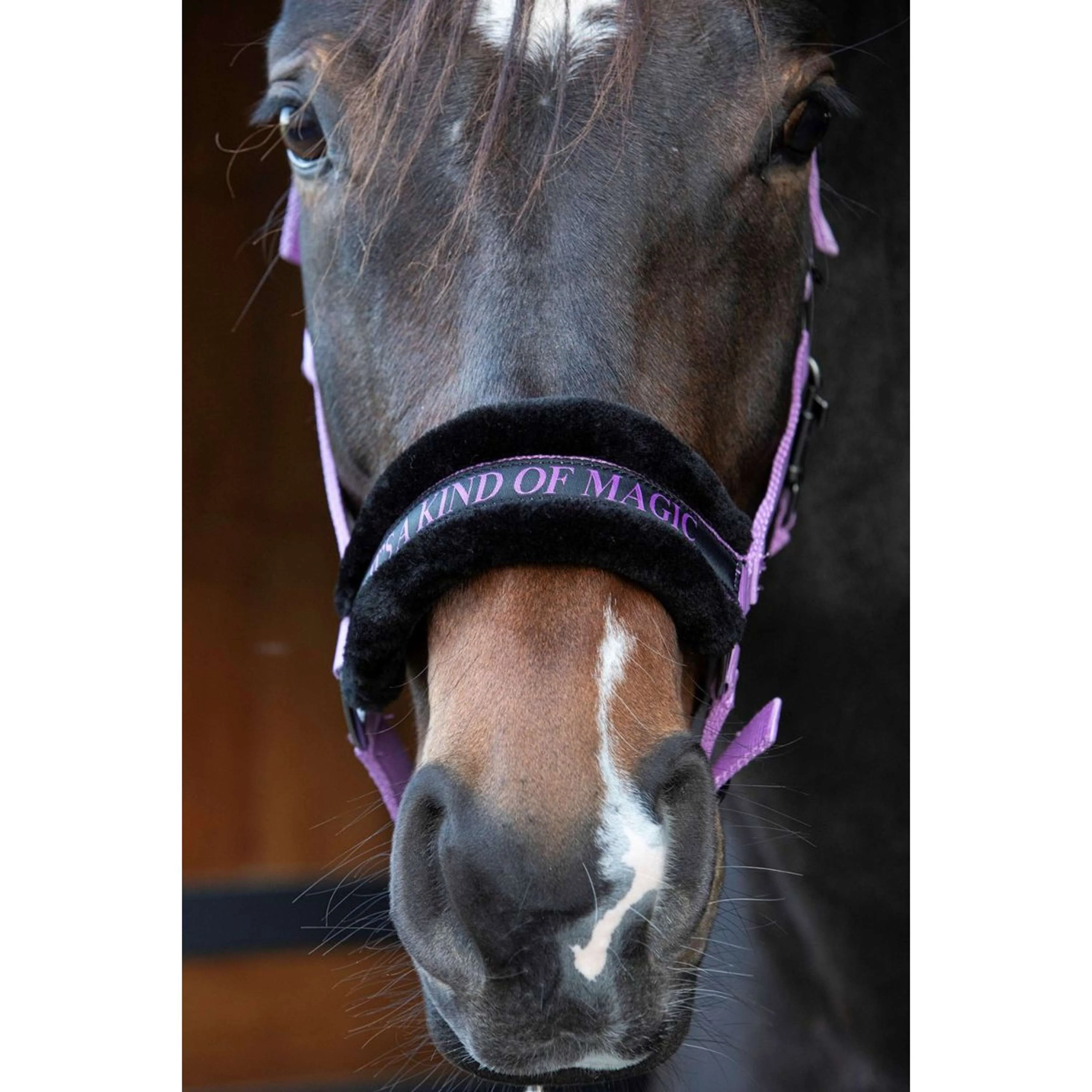 Harry's Horse Licol Lyrics Quotes Lila - Image 2