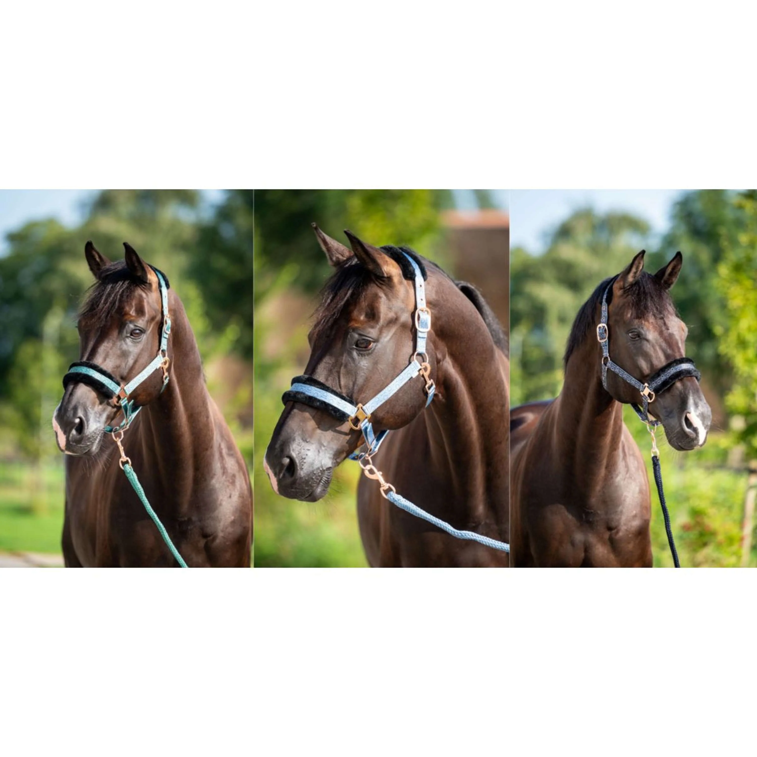 HB Licol Showtime Pioneer Bleu glace - Image 3