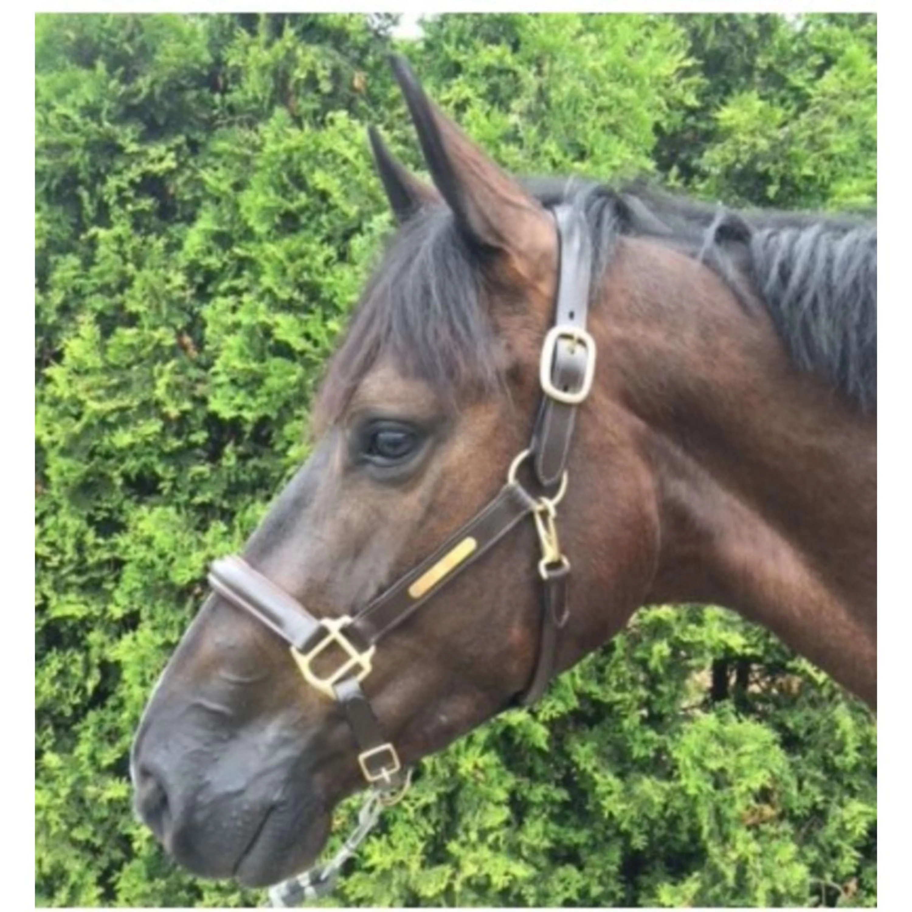 HB Licol Horse Name Cuir Marron - Image 2