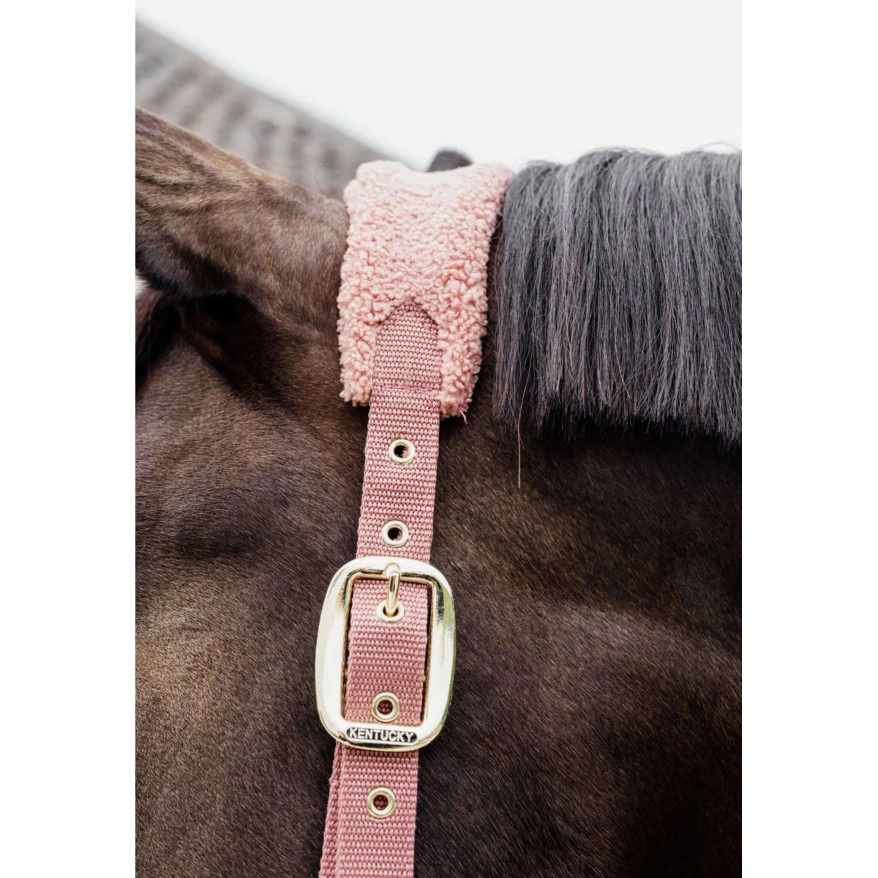 Kentucky Licol Teddy Fleece Rose Vieux - Image 2