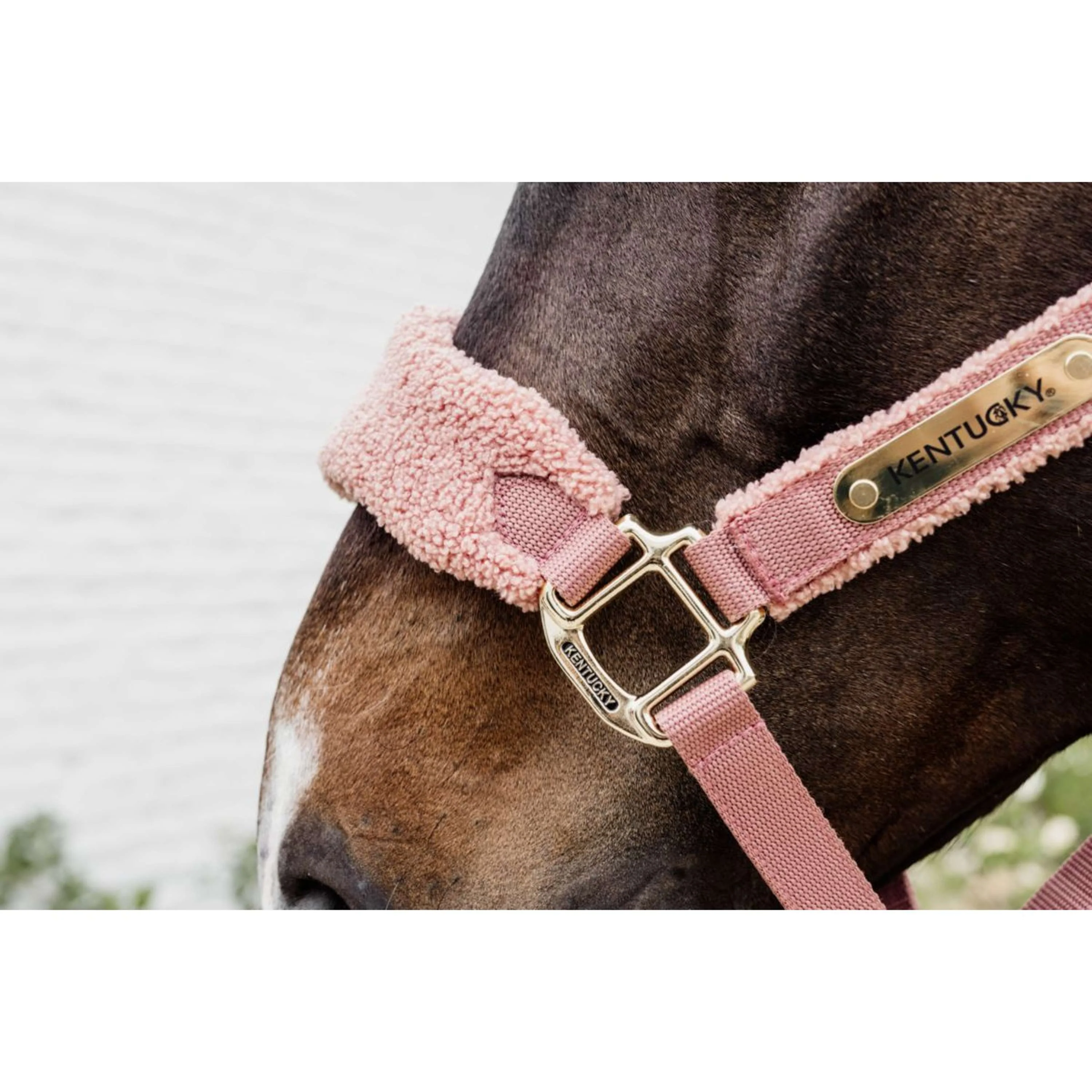 Kentucky Licol Teddy Fleece Rose Vieux - Image 3