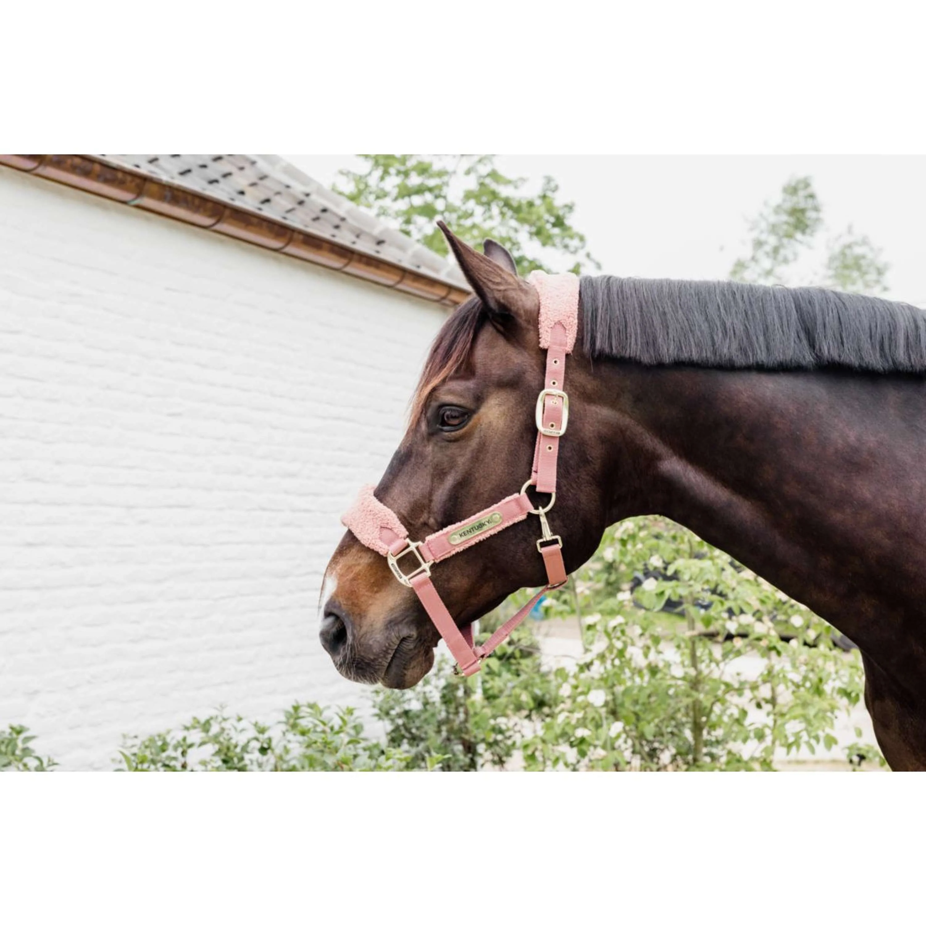 Kentucky Licol Teddy Fleece Rose Vieux - Image 4