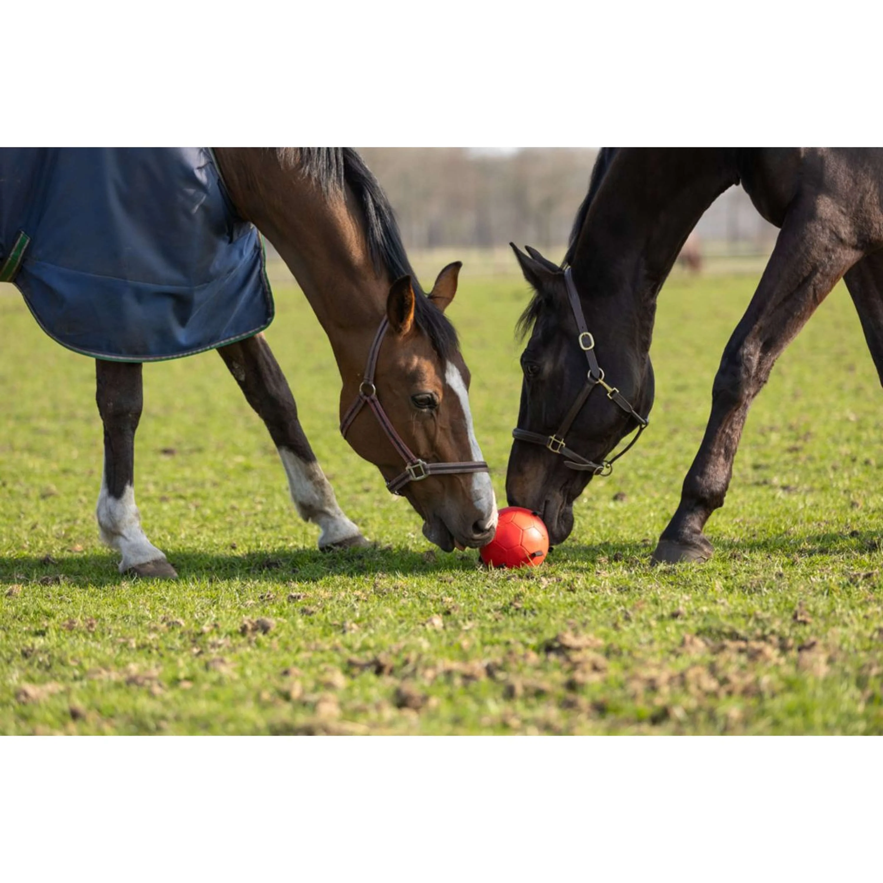 Maximus Balle Fun Play Orange - Image 5
