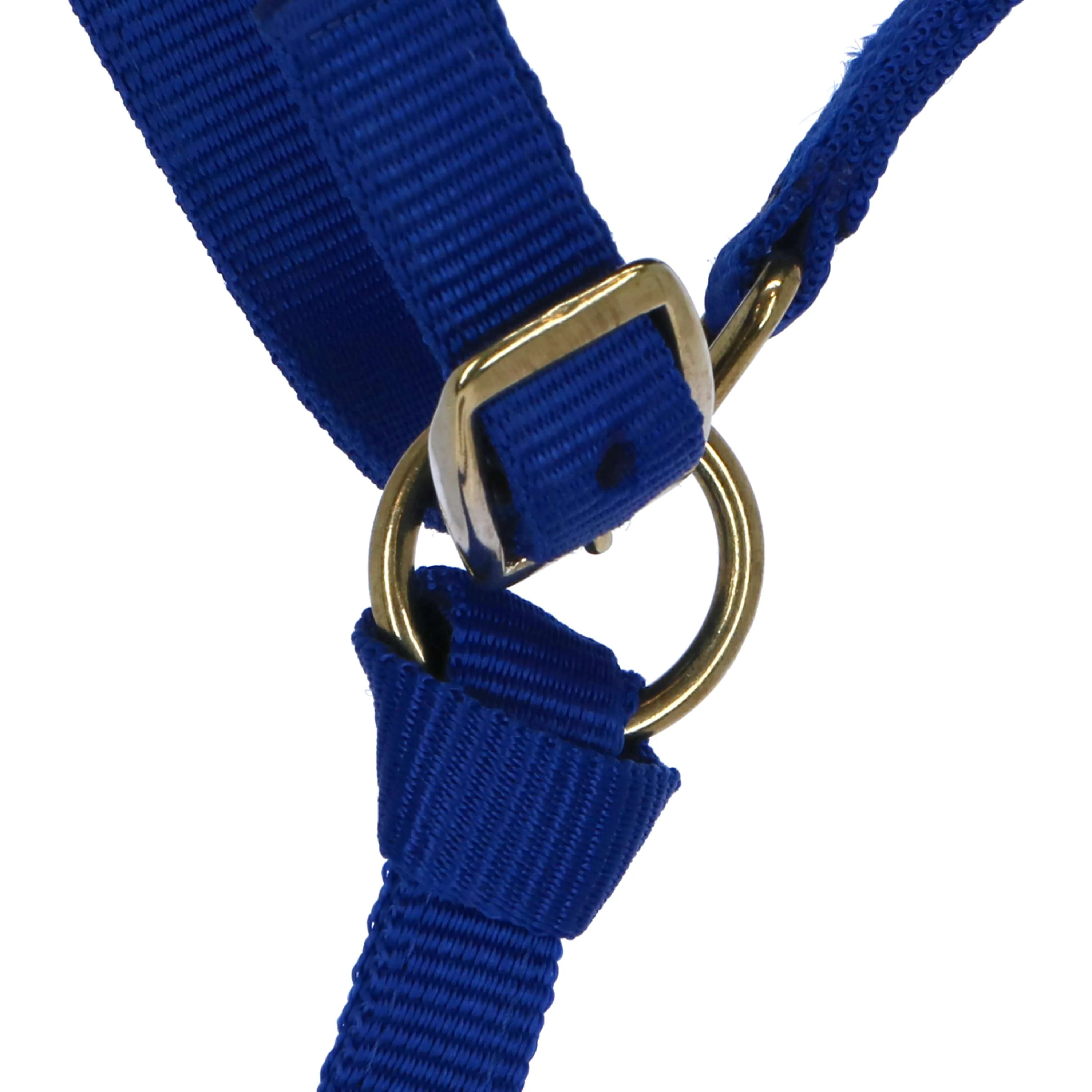 Norton Licol pour Poulain avec Longe Bleu Royal - Image 3