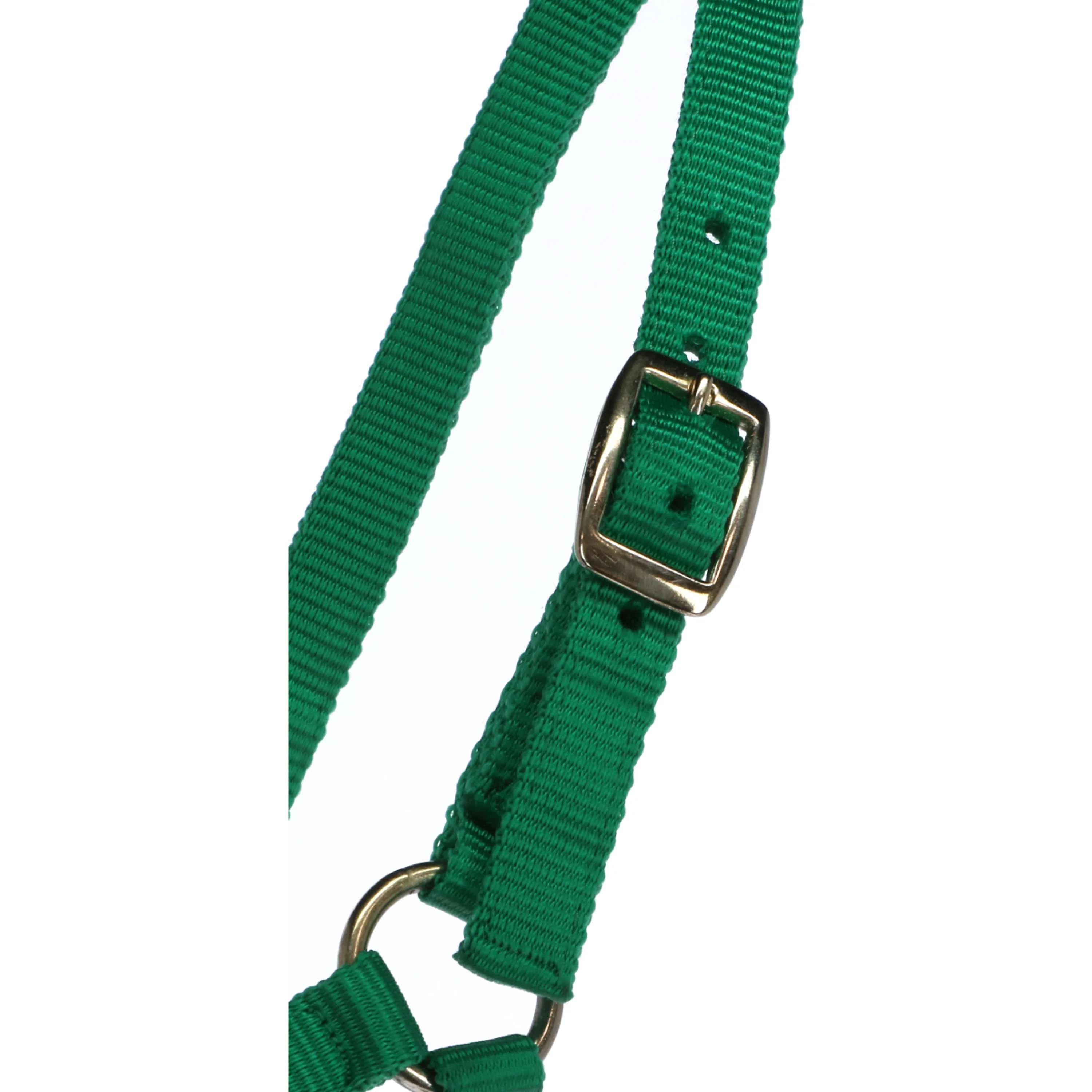 Norton Licol pour Poulain avec Longe Vert clair - Image 2