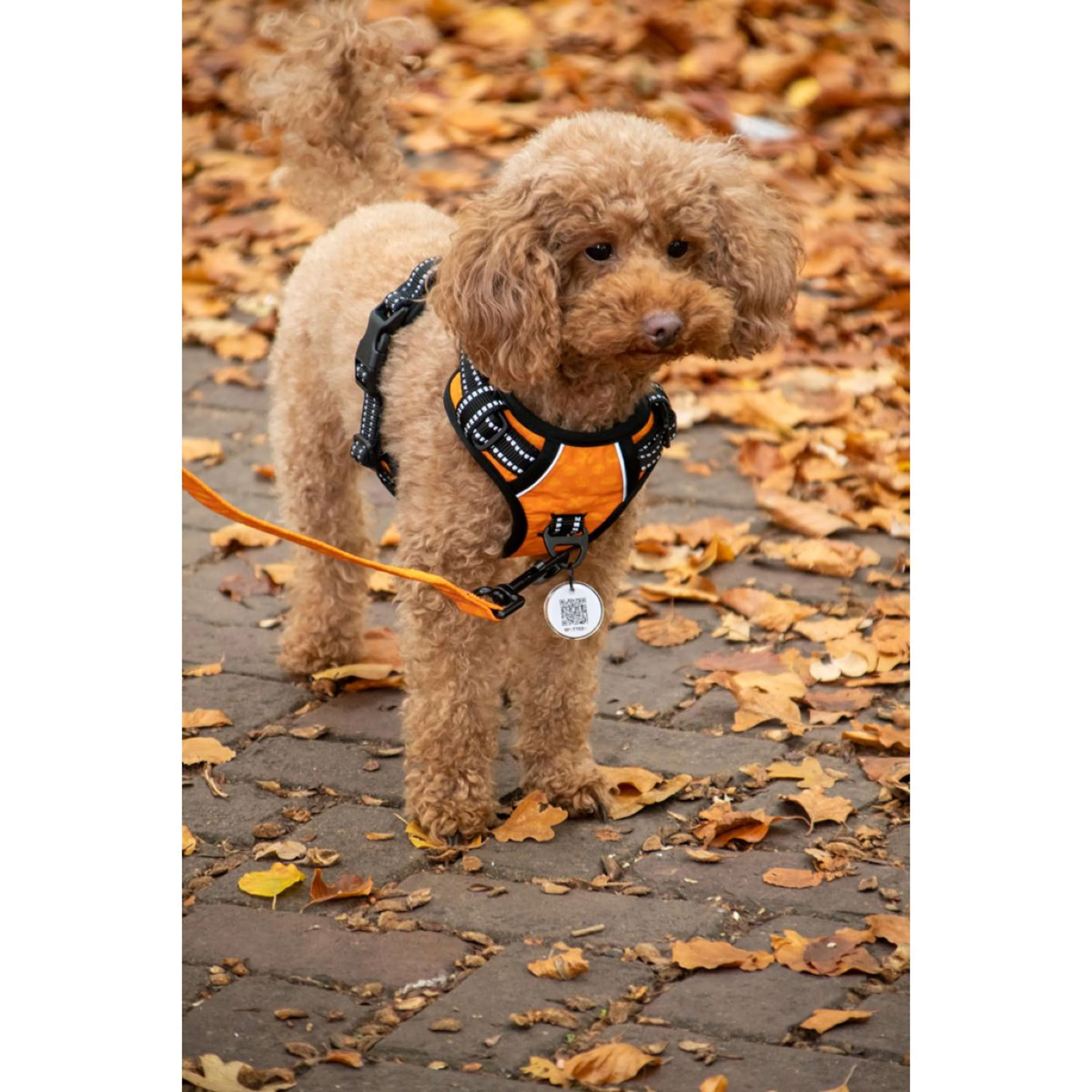 Spotted Pro! Harnais pour Chien Vert - Image 3