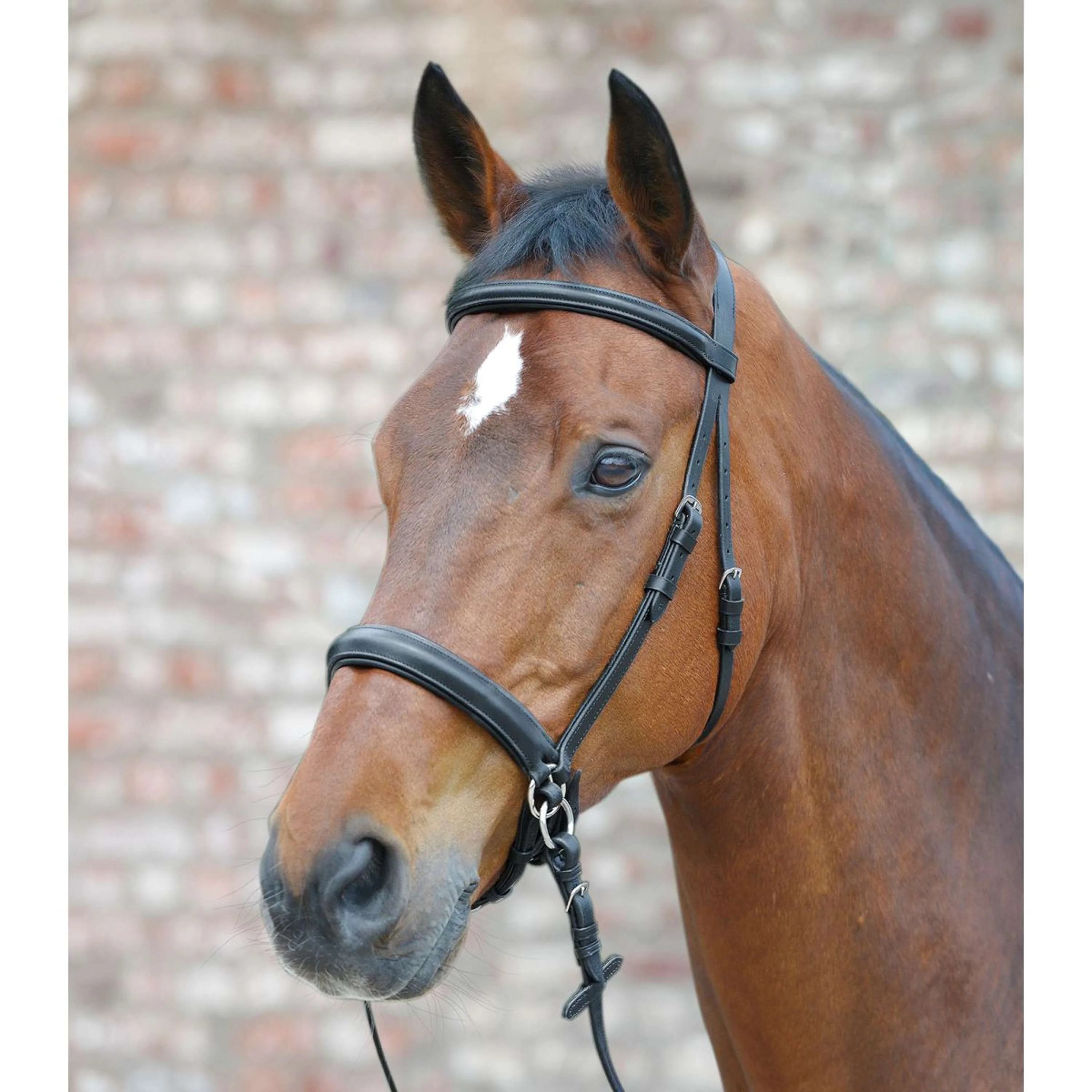 Star Bridon sans Mors Noir