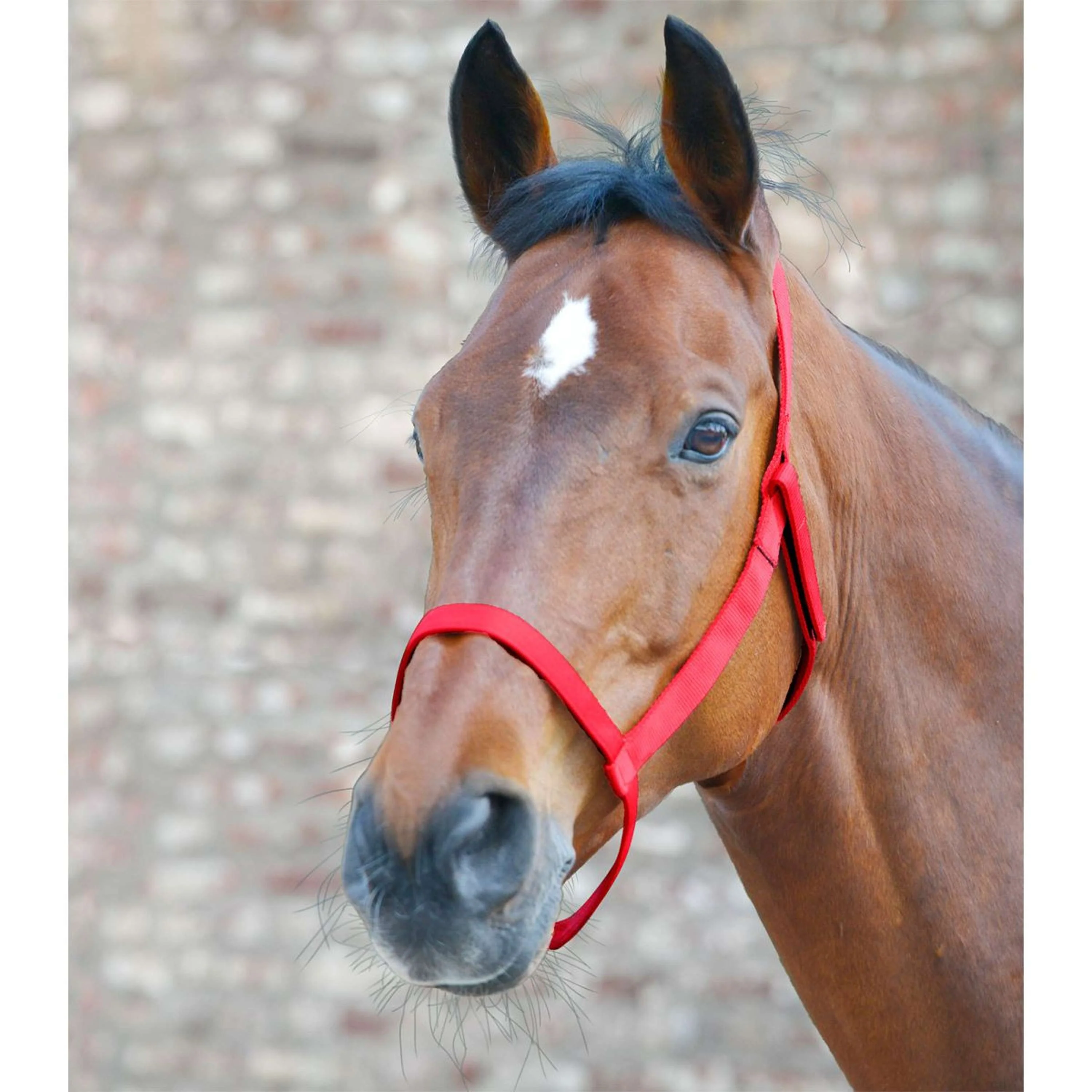 Waldhausen Licol Pâture Rouge - Image 2